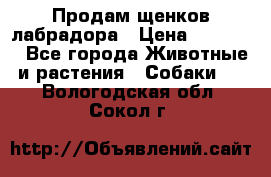 Продам щенков лабрадора › Цена ­ 20 000 - Все города Животные и растения » Собаки   . Вологодская обл.,Сокол г.